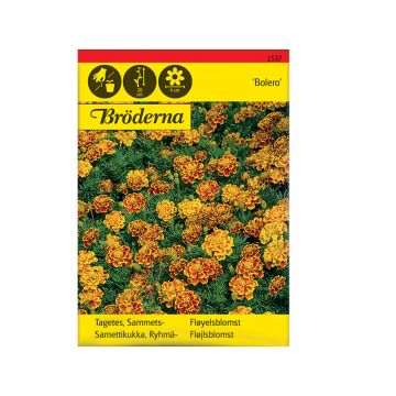 Fröpåse Tagetes, Sammets-, Bolero