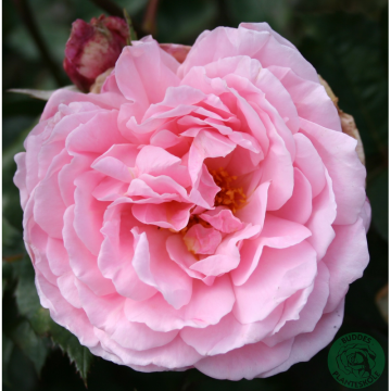 Rosor Modern Buskros Brother Cadfael® (Ausglobe) Barrot Omnia Garden