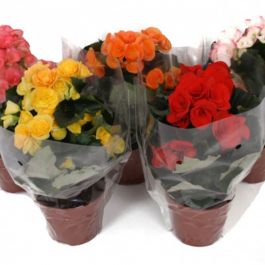 BEGONIA MIX 12 CM