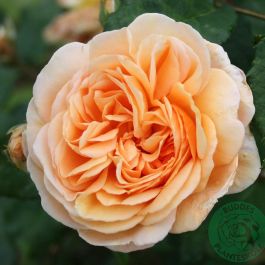 ROS CROWN PRINCESS MARGARETA