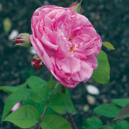 ROS GERTRUDE JEKYLL