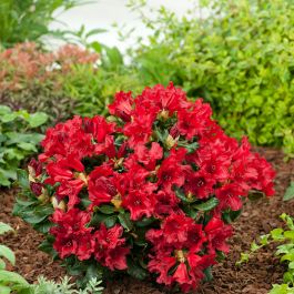 RHODODENDRON BADEN BADEN