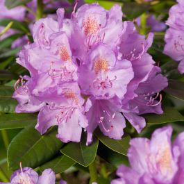 RHODODENDRON CATAWBIENSE 30-40CM