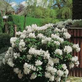 RHODODENDRON CUNNINGHAM'S WHITE 30-40CM