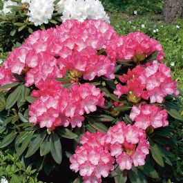 RHODODENDRON FANTASTICA