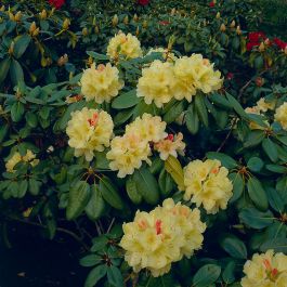 RHODODENDRON FLAVA