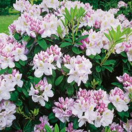 RHODODENDRON GOMER WATERER