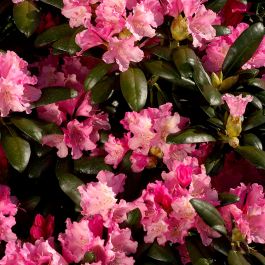 RHODODENDRON KALINKA