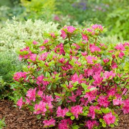 RHODODENDRON KERMESINA