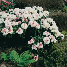 RHODODENDRON KOICHIRO WADA