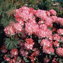 RHODODENDRON MORGONROT