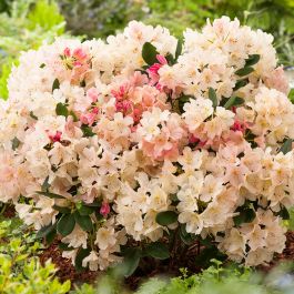 RHODODENDRON PERCY WISEMAN