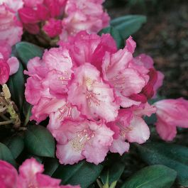 RHODODENDRON POLARIS