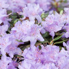 RHODODENDRON RAMAPO