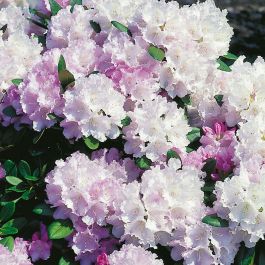 RHODODENDRON SILBERWOLKE