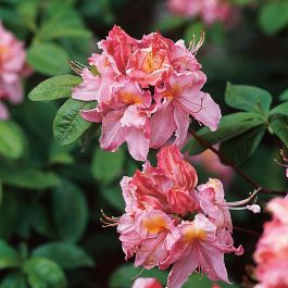 RHODODENDRON KNAPHILL CECILIE