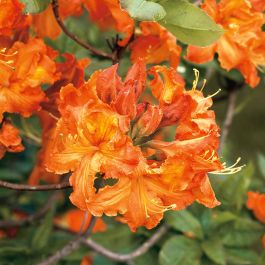 RHODODENDRON KNAPHILL GIBRALTAR