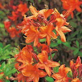 RHODODENDRON KNAPHILL GOLDEN EAGLE