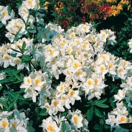 RHODODENDRON KNAPHILL PERSIL