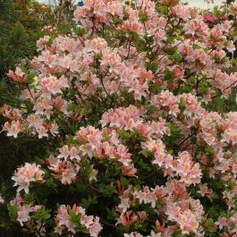 RHODODENDRON KNAPHILL IRENE KOSTER