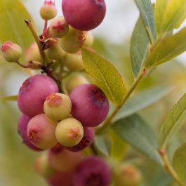 BÄRBUSKE AMERIKANSKT BLÅBÄR PINK LEMONADE