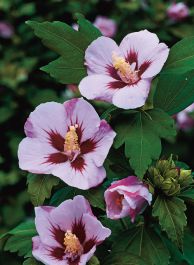 PRYDNADSBUSKE HIBISCUS FRILAND